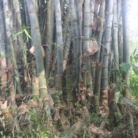 Dendrocalamus giganteus Munro